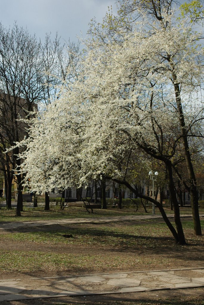 Парк "30 Лет ВЛКСМ". Цветущее дерево. Park "30th anniversary of Leninist Young Communist League of the Soviet Union". A flowering tree.