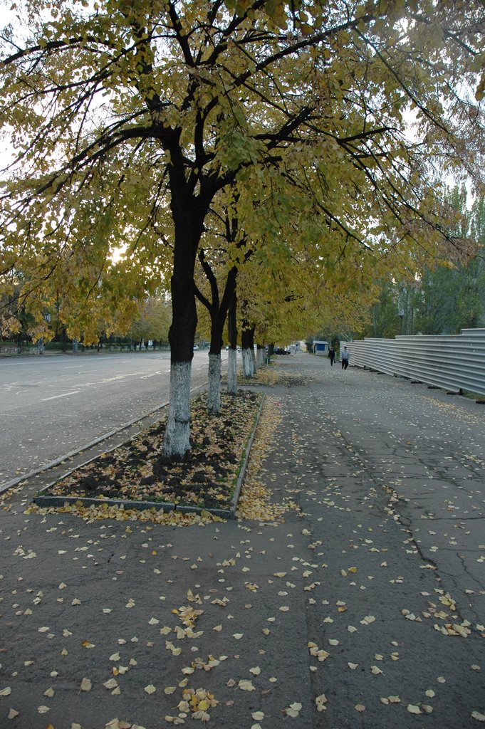 Липы на улице Коцюбинского. Lime-trees on Kotsiubinskogo street.