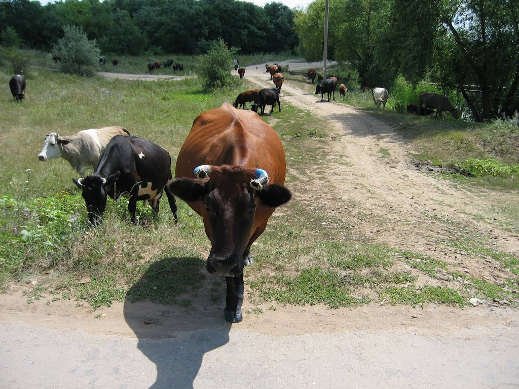 Wild animals