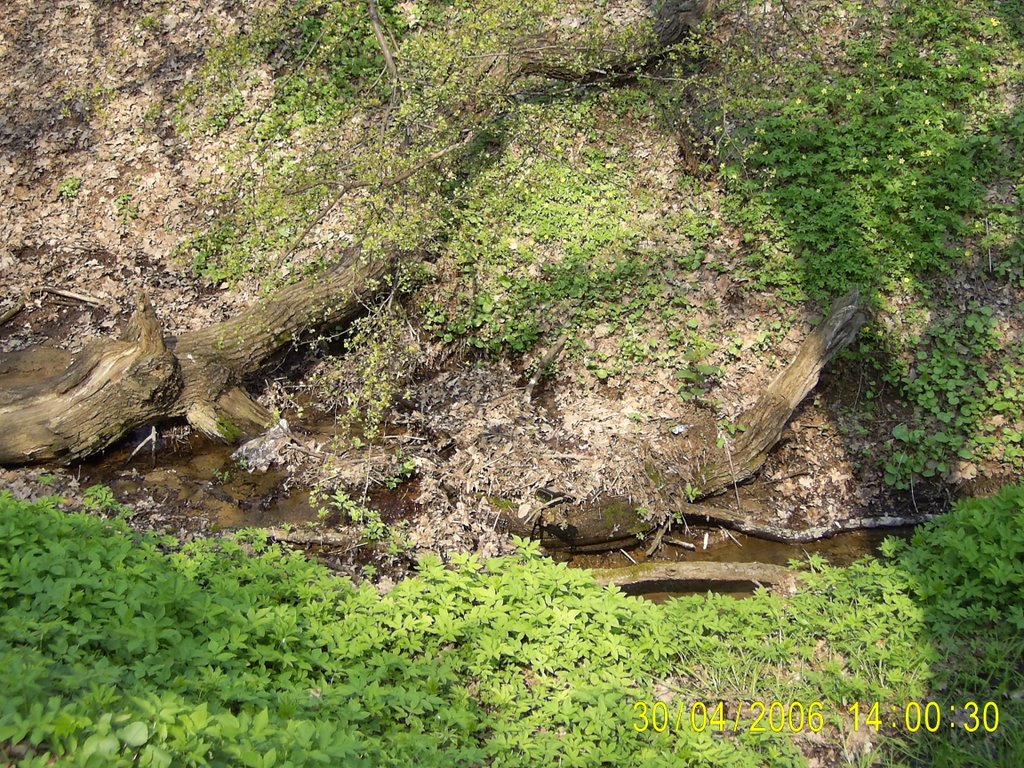 Pavlosk forest