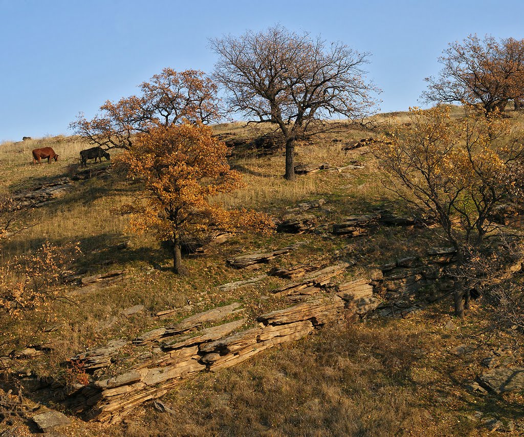 Donbas