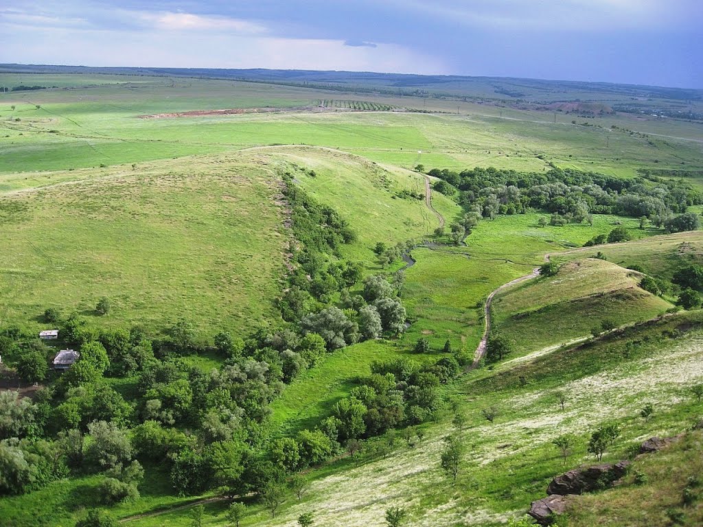 Цветёт ковыль
