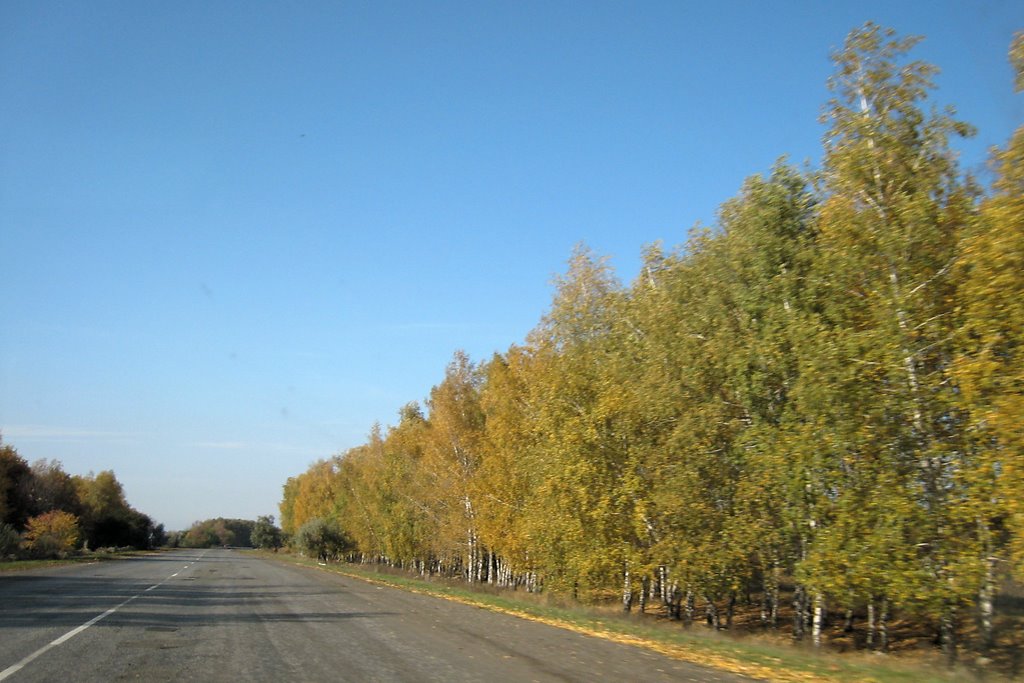 Деревья у дороги. Trees aside road.