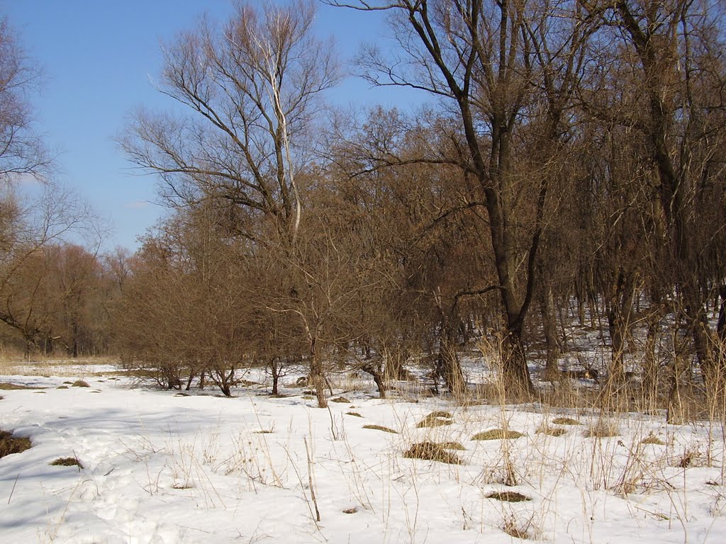 Весенний лес