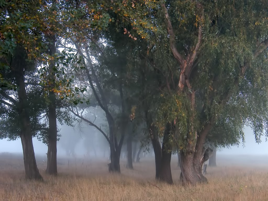лес