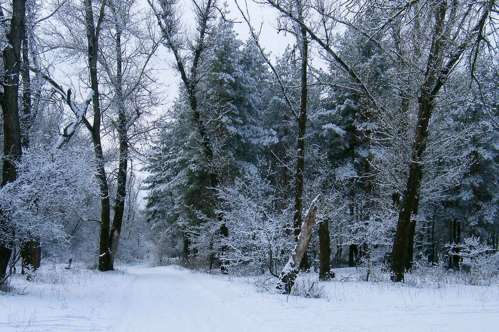 лес