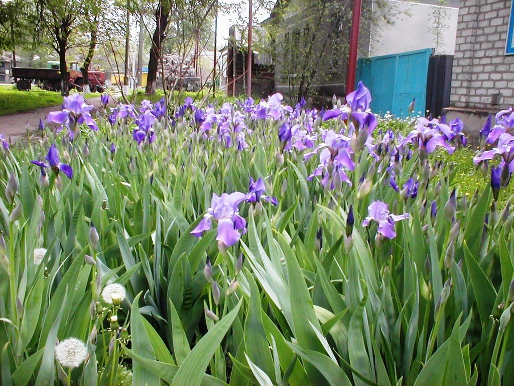 Ирисы