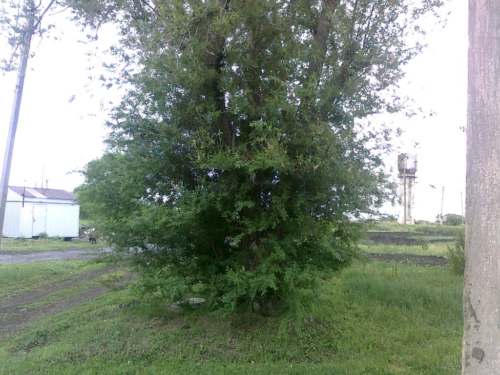 Дерево