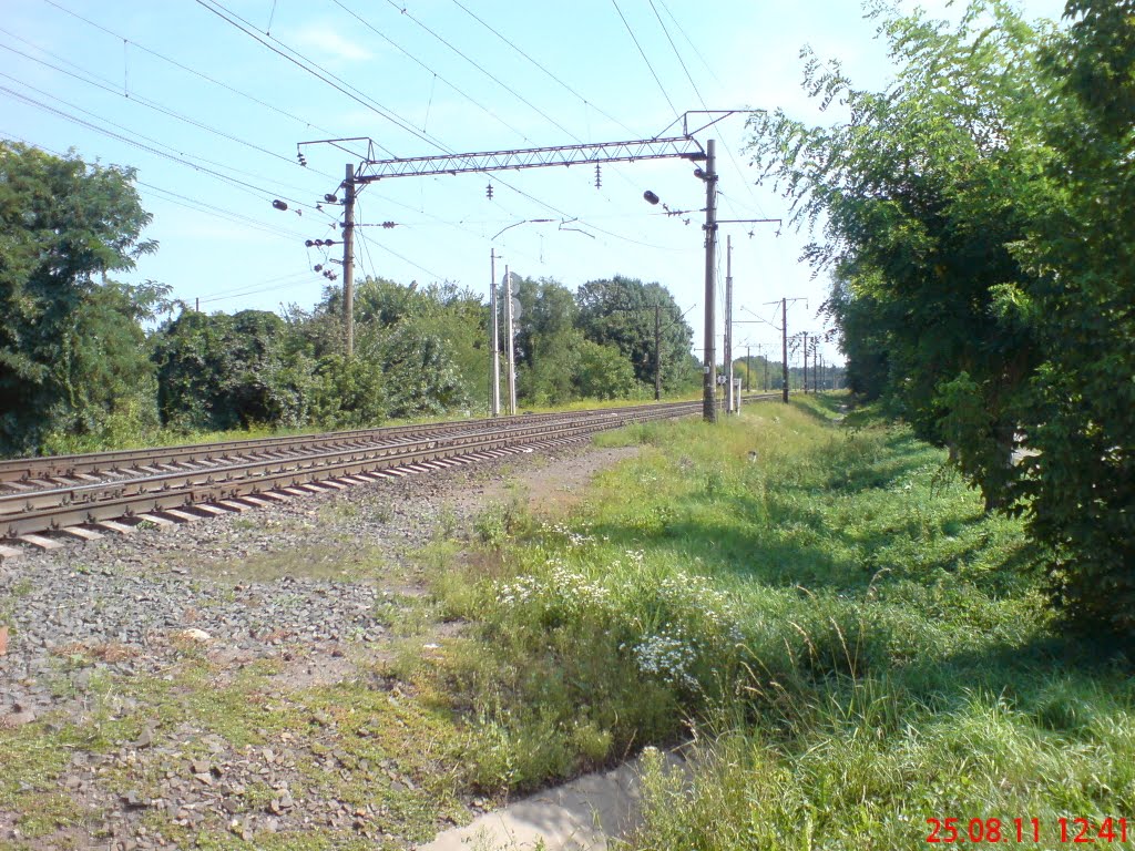 КОЛІЯ