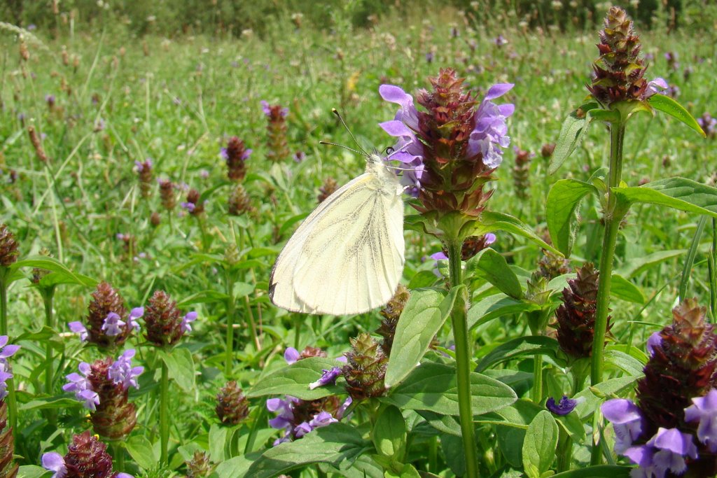 Borboleta - Butterfly - Farfalla - Moth - Motylki - Papillon - Schmetterlinge - Volvoreta - Motýl - Pillangó, бабочка, 蝴蝶, Mariposa - Leptir - метелик.