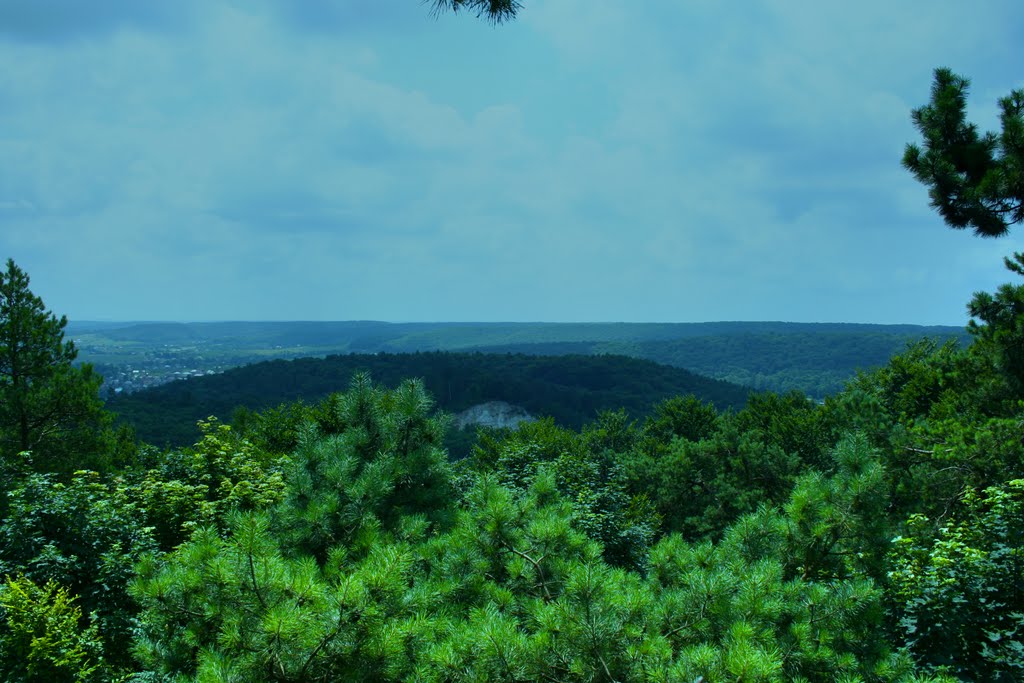 Lviv forest