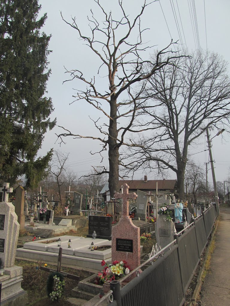 trees in the winter