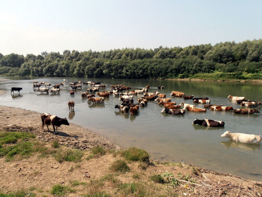 Cattle in the Stryi river