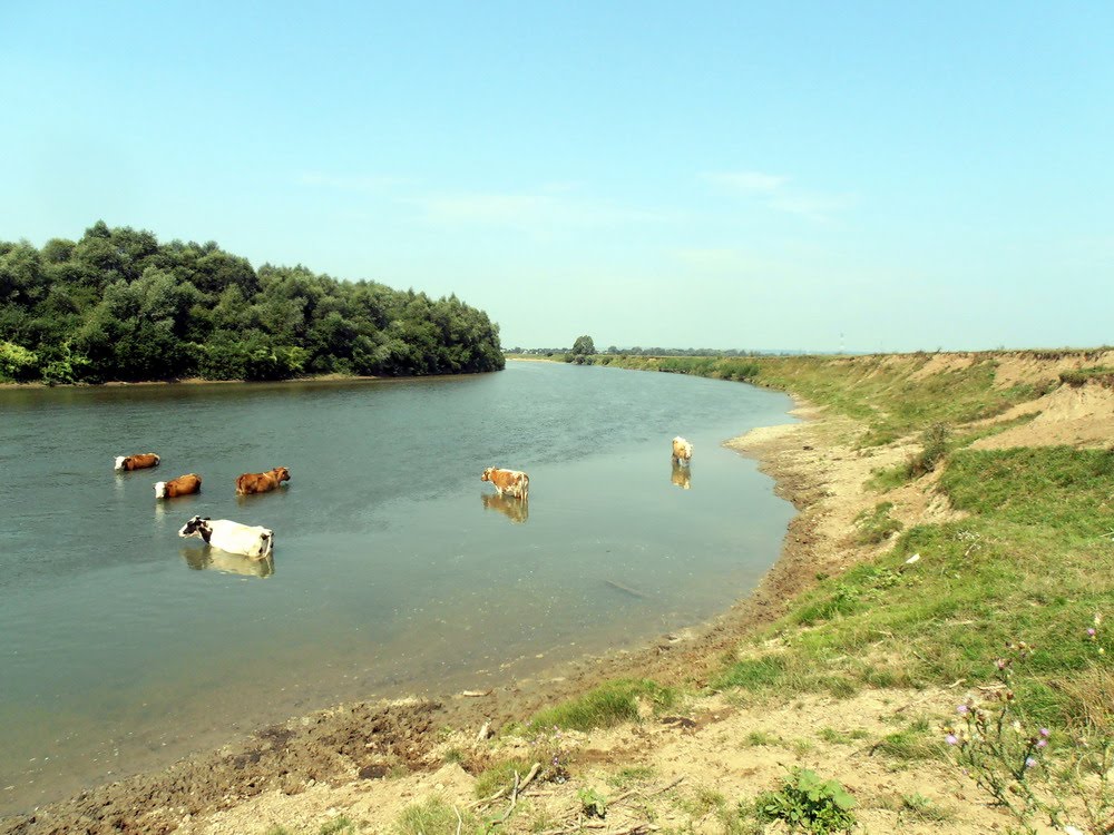 Stryi river