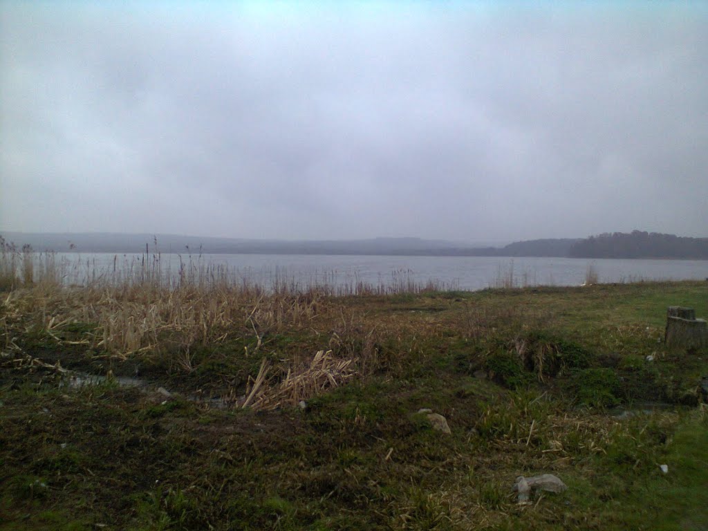 Янівський став