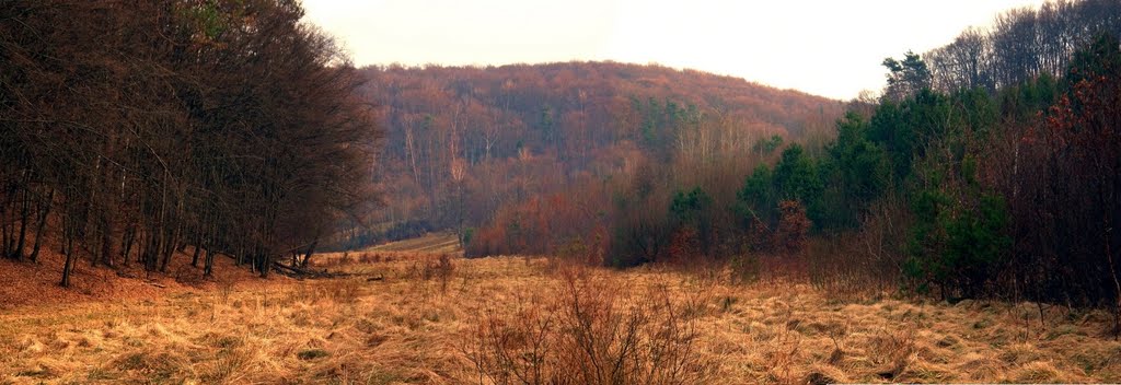 Панорама лісу біля смт.Івано-Франкове
