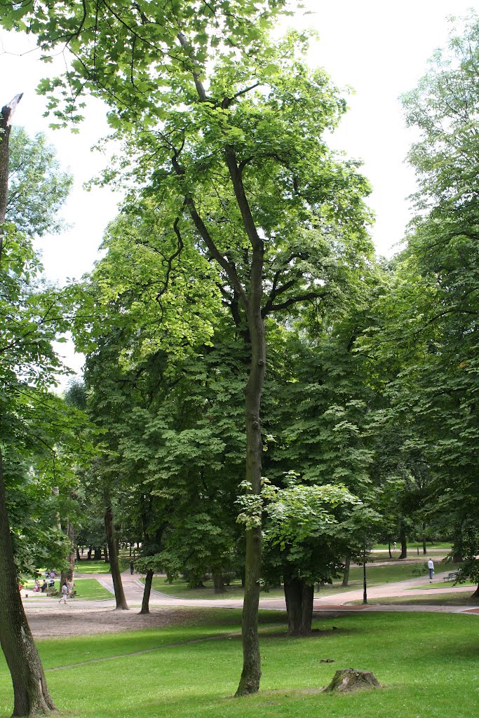 м. Львів. Парк ім. Івана Франка.