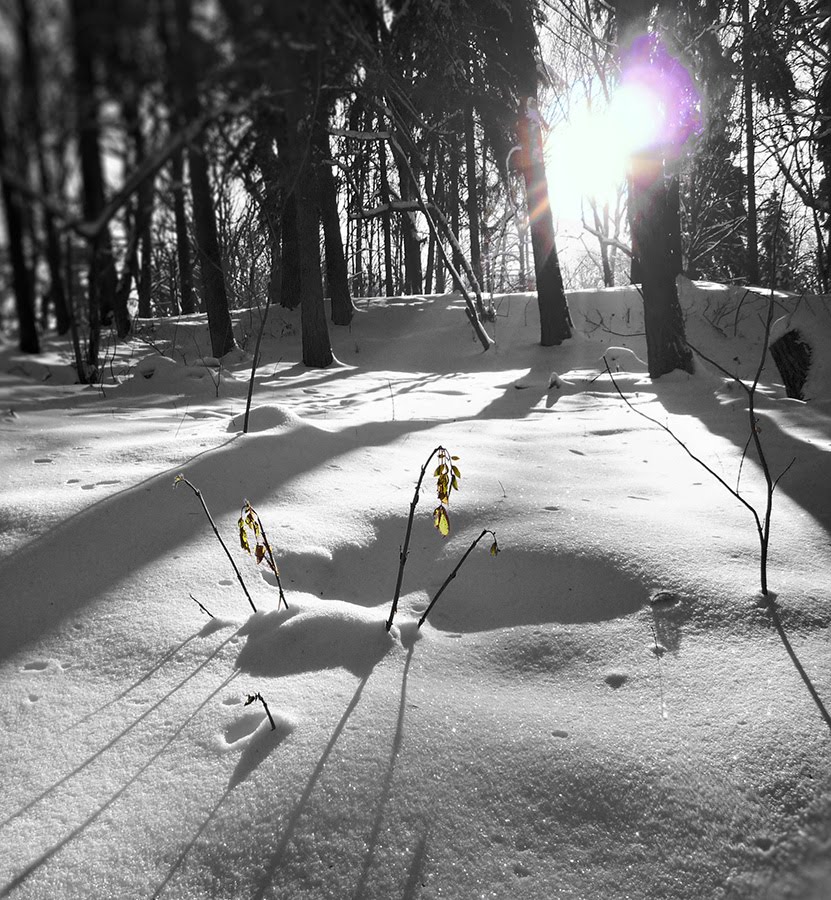 The Sun as the source of life