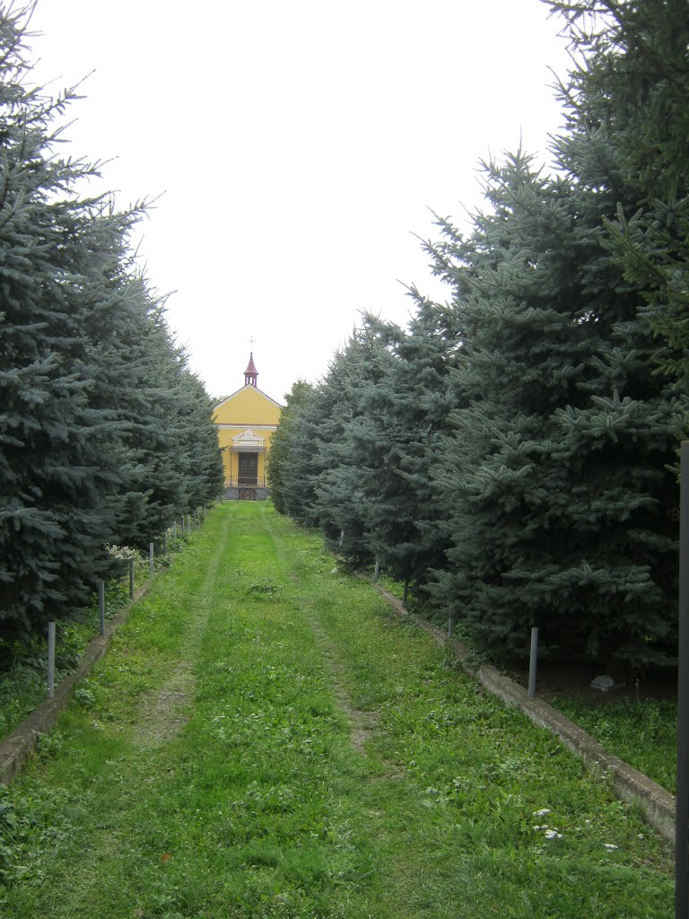 Старий мостиський цвинтар. Головна алея.