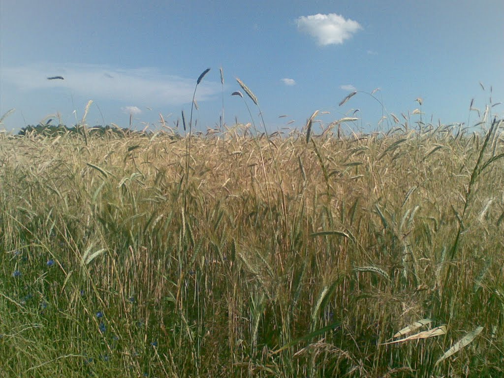 лани