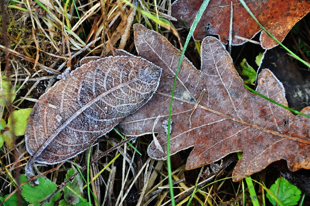 Frost