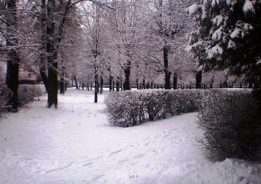 Міський парк. Зима