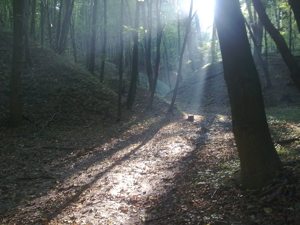 дорога в лісі