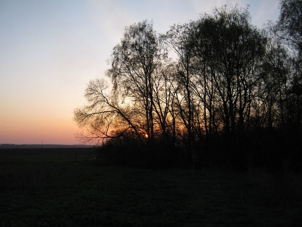 Ліс