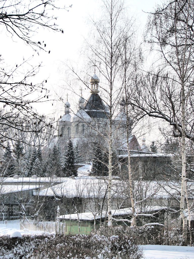 Собор сквозь зимнее черненое серебро деревьев парка. Вид на юго-запад.