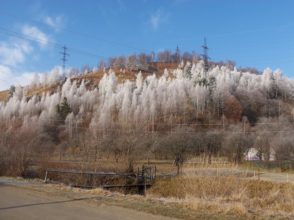ДУЖЕ КРАСИВІ ДЕРЕВА