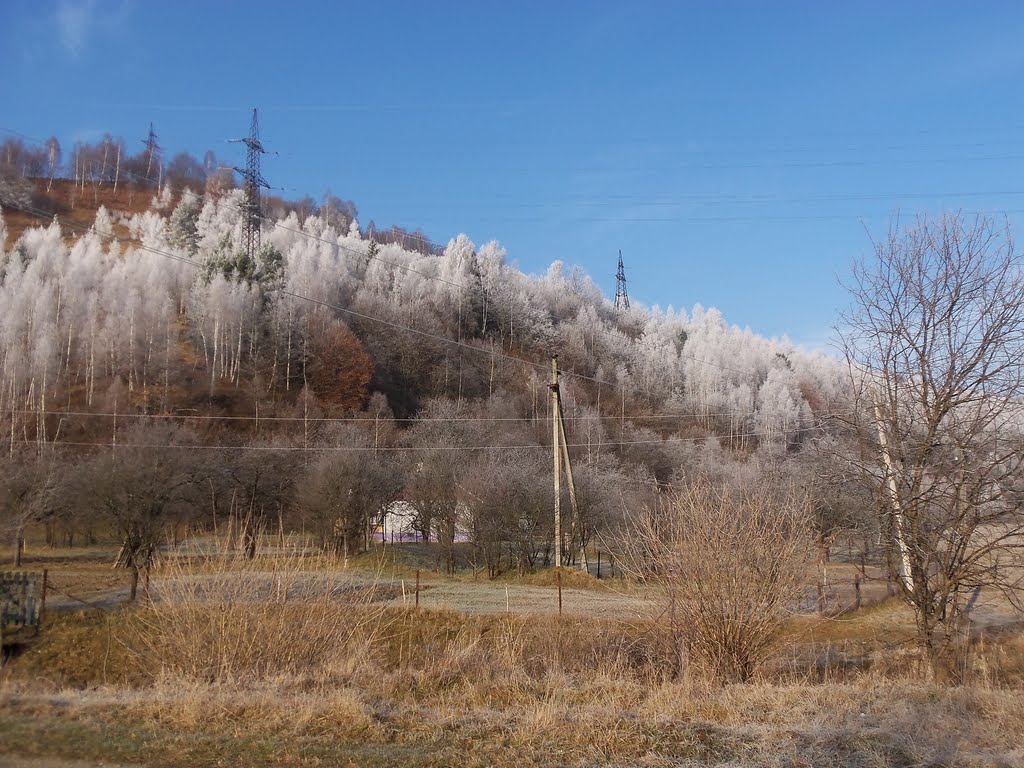 ДУЖЕ КРАСИВІ ДЕРЕВА