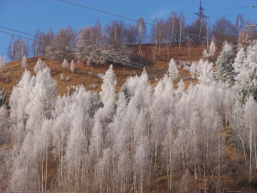 ДУЖЕ КРАСИВІ ДЕРЕВА