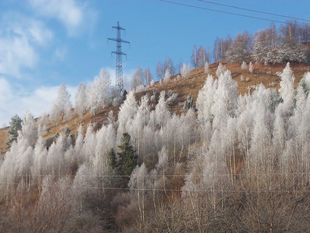 ДУЖЕ КРАСИВІ ДЕРЕВА