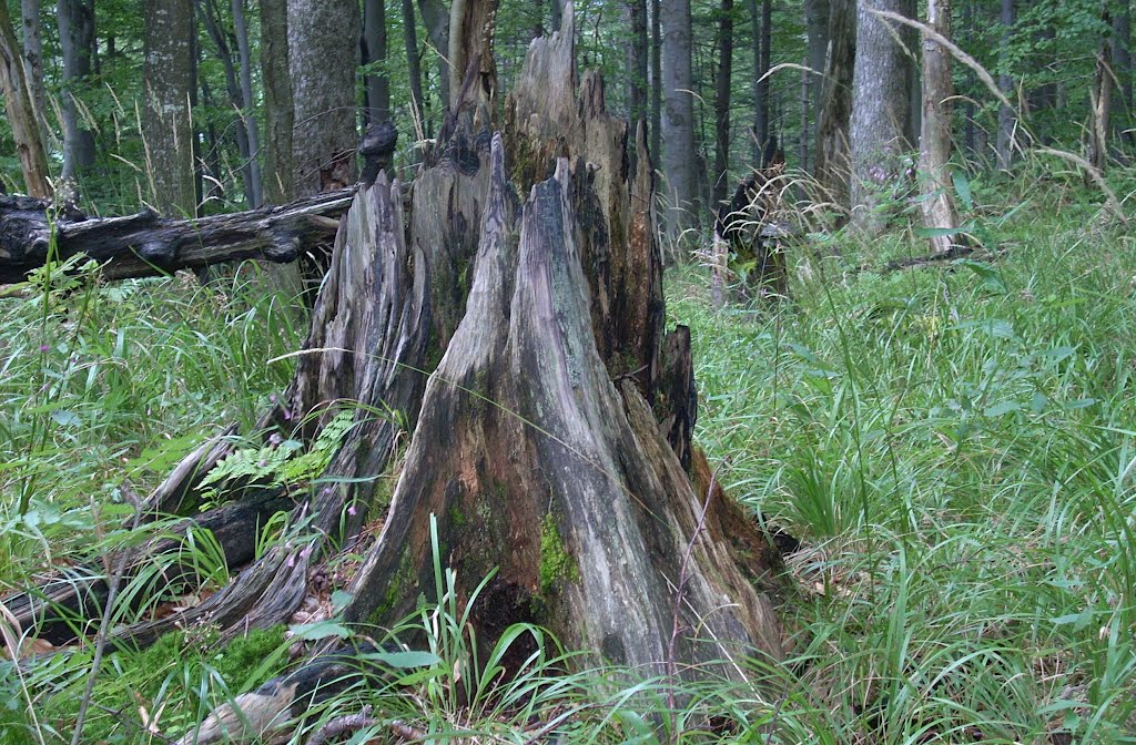 Бескиди Сколе Ukrainian Carpathians
