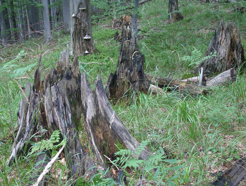 Бескиди Сколе Ukrainian Carpathians