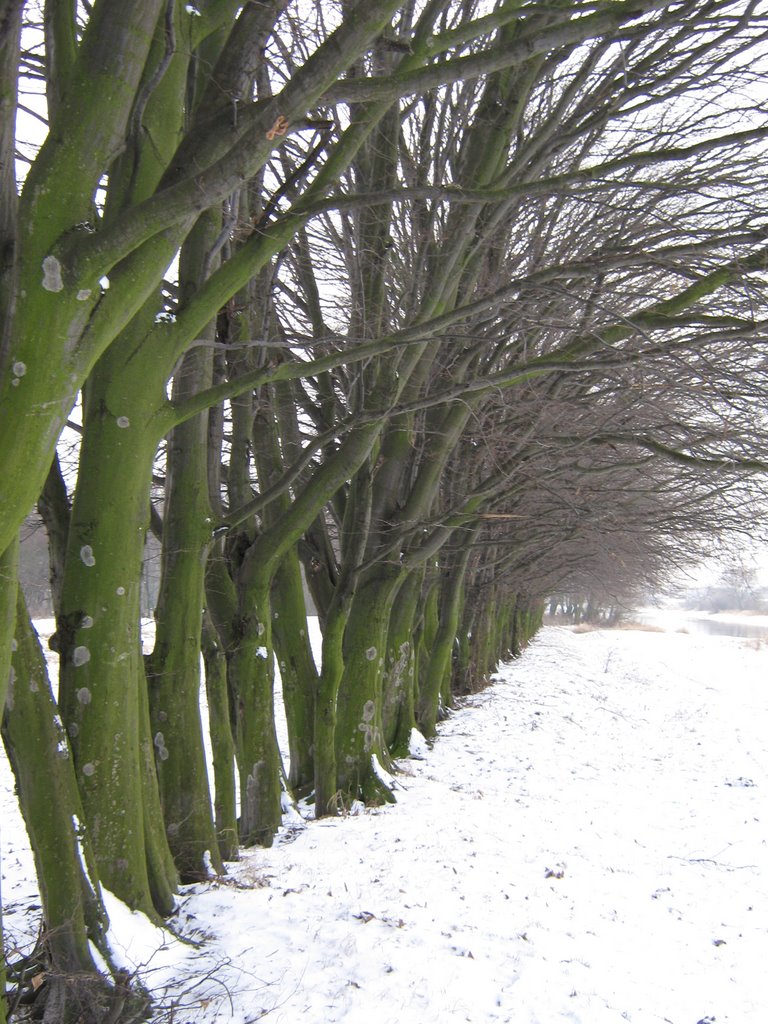 Дерева