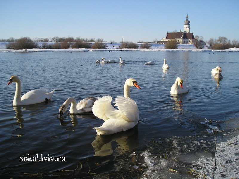 м.Сокаль, р. Західний Буг
