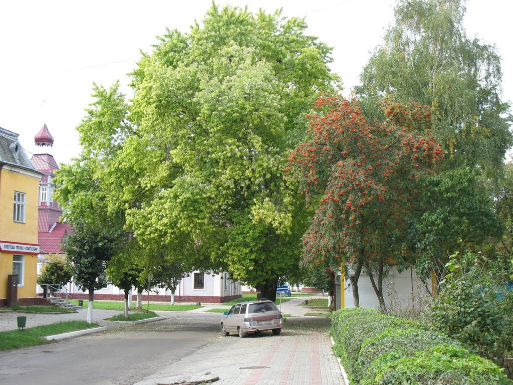 вул.Мицкевича (Сокаль, Україна)