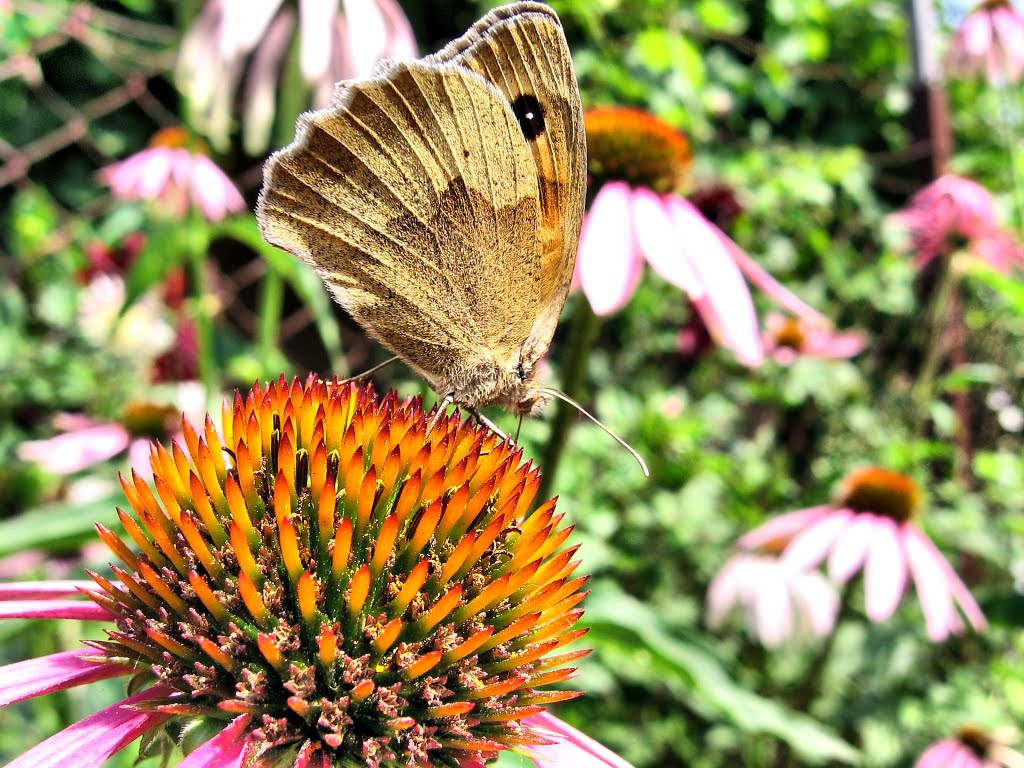 butterfly