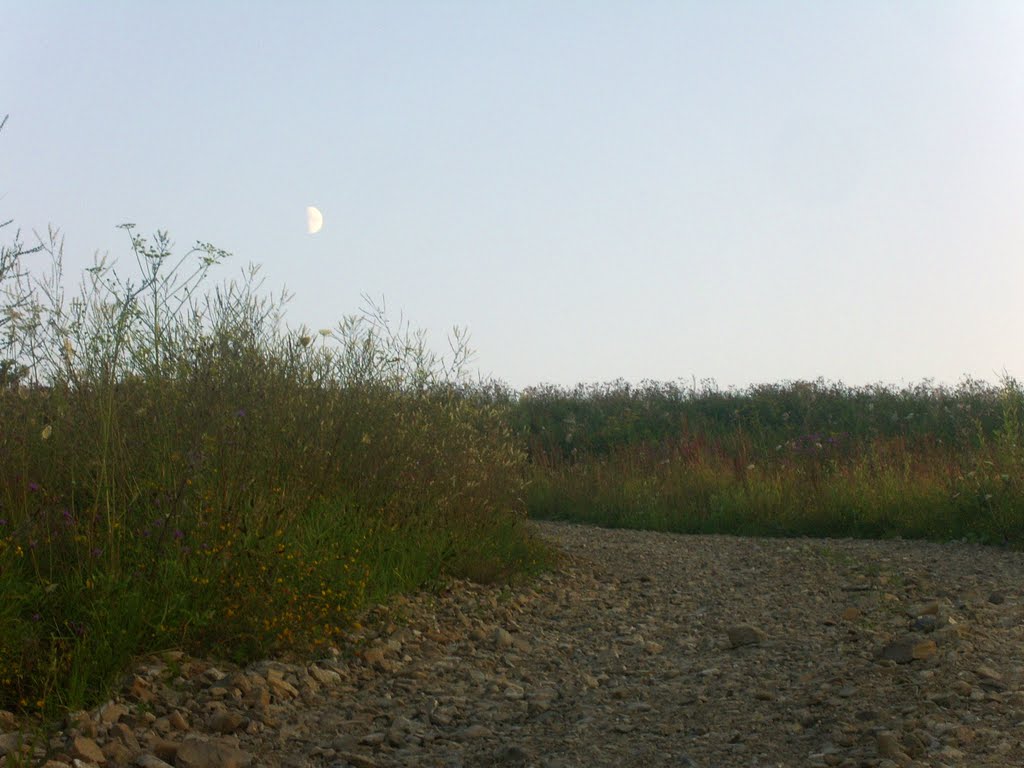 Польова дорога