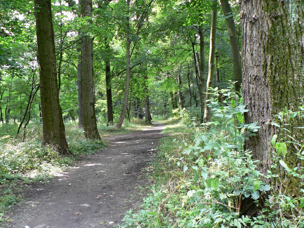 Стрий,парк Шевченка,дорога