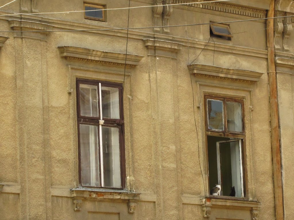 коти у вікні ..
