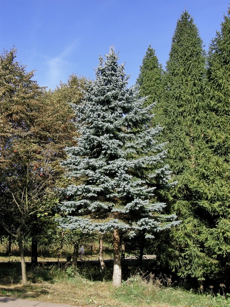 Лесная красавица