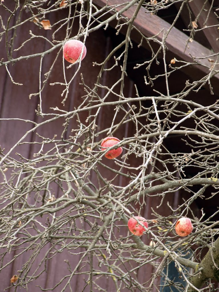 Ноябрьские яблоки / November apples