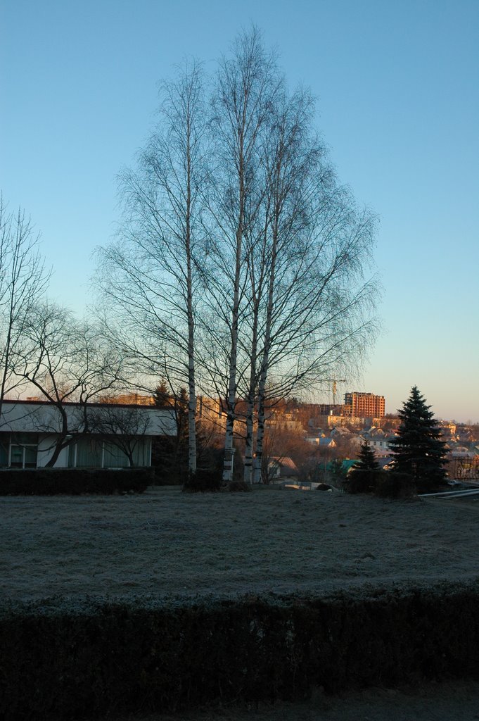 Birch trees. Берёзы.