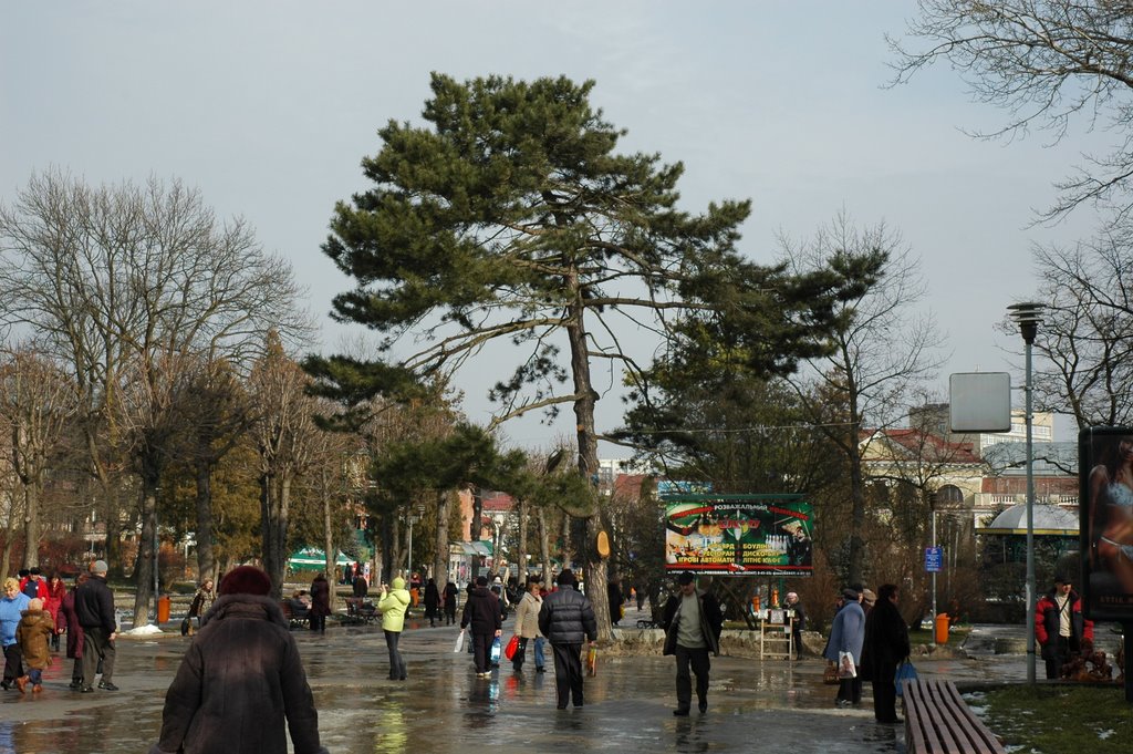 A tree in the park. Дерево в парке.