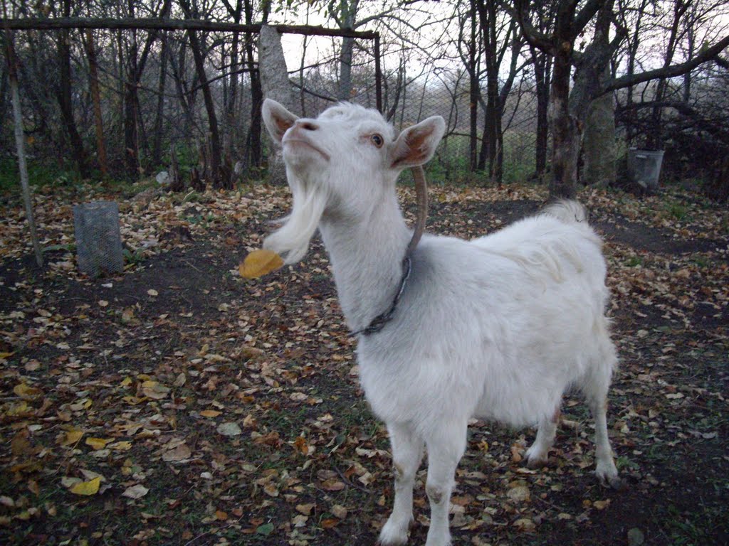 ...листик поймала...