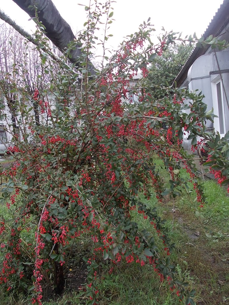 Барбарис