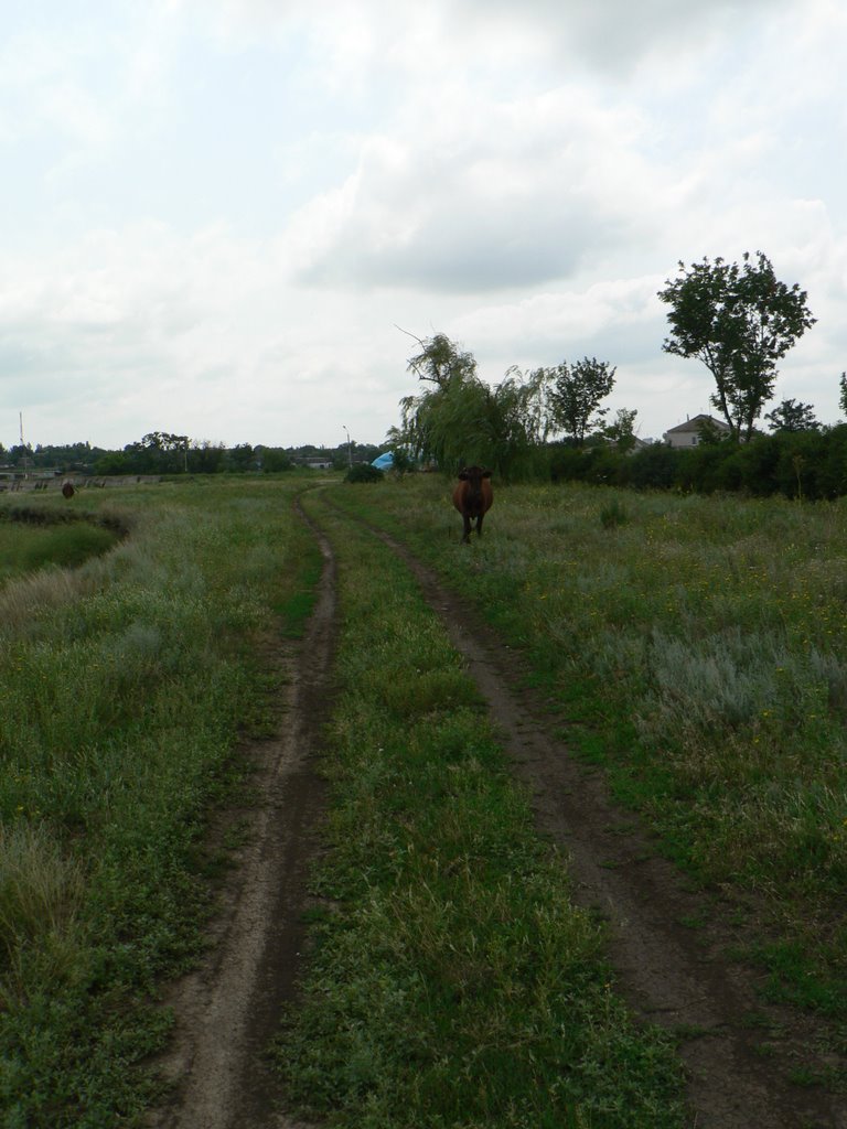 Полевая дорога