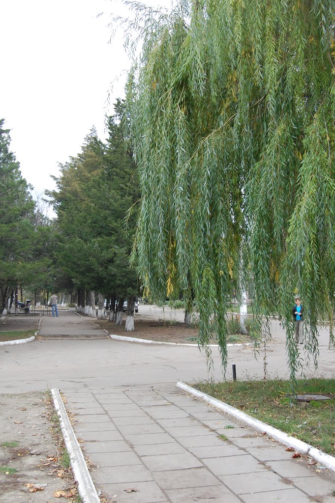ивушки в центре